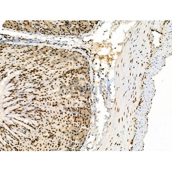 Phospho-RUNX1 / AML1 (Ser435) Antibody -AF3934