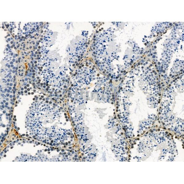Phospho-Claudin 5 (Tyr217) Antibody -AF3935