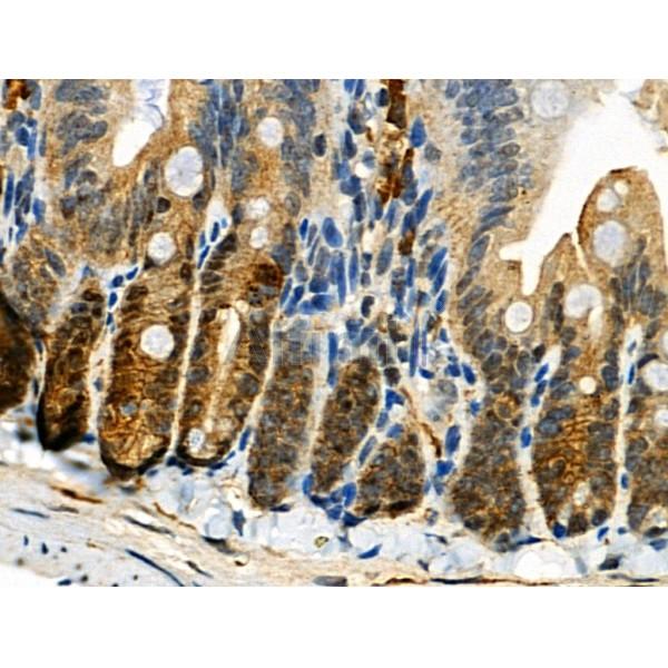 Phospho-PLK1 (Ser137) Antibody -AF3946