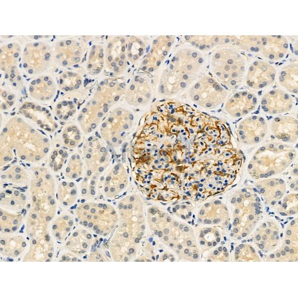 Phospho-Ras-GRF1 (Ser916) Antibody -AF3948