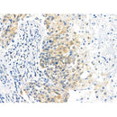 Phospho-PEA15 (Ser104) Antibody -AF3963