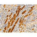 Phospho-C-RAF (Thr269) Antibody -AF3969