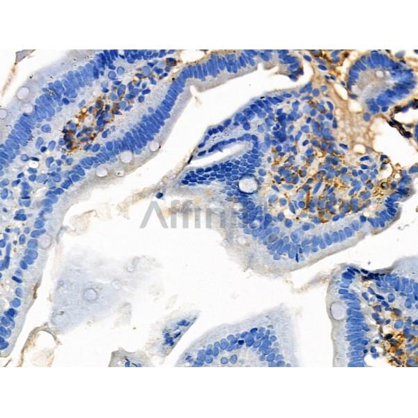 Phospho-CD22 (Tyr807) Antibody -AF3970