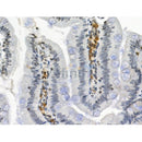Phospho-APLP2 (Tyr755) Antibody -AF3971