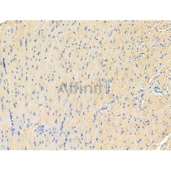 Phospho-Claudin 6 (Tyr219) Antibody -AF3972