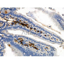 Phospho-Estrogen Receptor alpha (Ser102) Antibody -AF3973