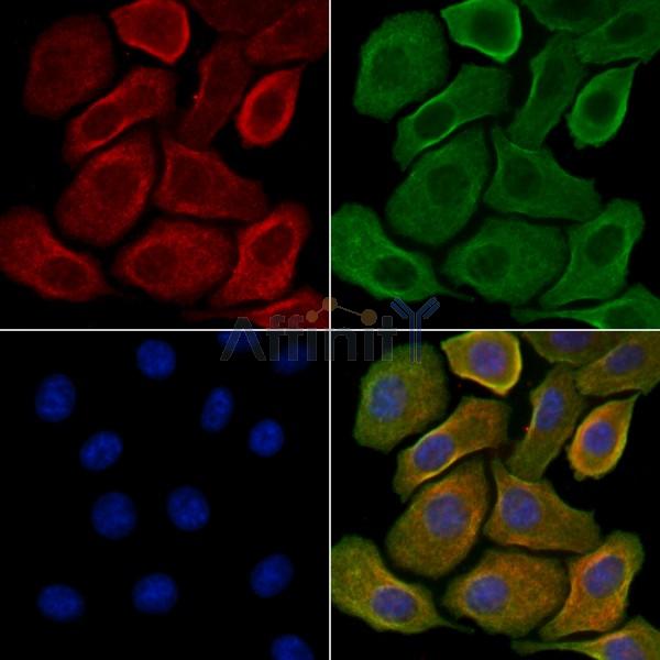 Phospho-ERK1/2 (Tyr205/Tyr222) Antibody -AF3975
