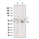 Cleaved Caspase-9 (Asp315)  Antibody