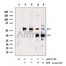GSDMD Antibody -AF4012
