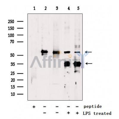 GSDMD Antibody -AF4012