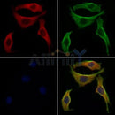 GSDMD Antibody -AF4013
