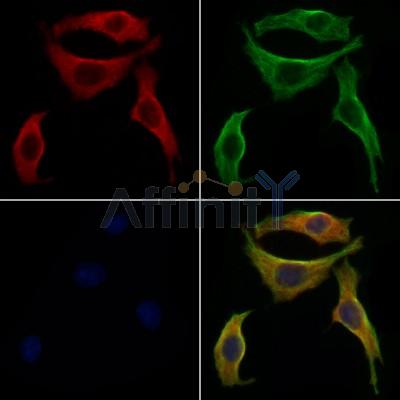 GSDMD Antibody -AF4013