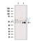 Western blot analysis of extracts from VERO, using CNPase Antibody. The lane on the left was treated with blocking peptide.