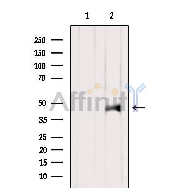 Western blot analysis of extracts from VERO, using CNPase Antibody. The lane on the left was treated with blocking peptide.