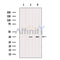Western blot analysis of extracts from various samples, using SCF Antibody.
 Lane 1: 3T3 treated with blocking peptide;
 Lane 2: 3T3;
 Lane 3: COS-7.