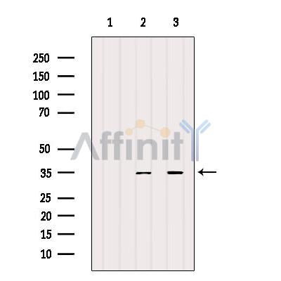 Western blot analysis of extracts from various samples, using SCF Antibody.
 Lane 1: 3T3 treated with blocking peptide;
 Lane 2: 3T3;
 Lane 3: COS-7.