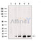 Western blot analysis of Histone H4 in lysates of A431?, using Histone H4 Antibody(AF4653).
