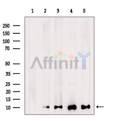 Western blot analysis of Histone H4 in lysates of A431?, using Histone H4 Antibody(AF4653).
