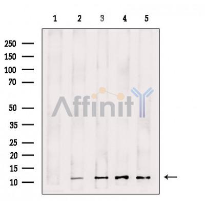 Western blot analysis of Histone H4 in lysates of A431, using Histone H4 Antibody(AF4657).