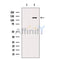 AF5155 staining Hela by IF/ICC. The samples were fixed with PFA and permeabilized in 0.1% Triton X-100,then blocked in 10% serum for 45 minutes at 25¡ãC. Samples were then incubated with primary Ab(AF5155 1:200) and mouse anti-beta tubulin Ab(T0023 1:200) for 1 hour at 37¡ãC. An  AlexaFluor594 conjugated goat anti-rabbit IgG(H+L) Ab(S0006 1:200 Red) and an AlexaFluor488 conjugated goat anti-mouse IgG(H+L) Ab(S0017 1:600 Green) were used as the secondary antibod