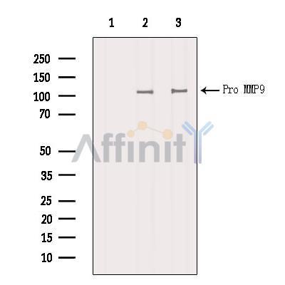 MMP-9 Antibody