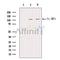MMP-9 Antibody