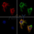 Western blot analysis of extracts from Mouse heart, using Actin  alpha  1 Antibody. The lane on the left was treated with blocking peptide.