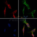 Western blot analysis of extracts from various samples, using Desmin Antibody.
 Lane 1: VERO treated with blocking peptide;
 Lane 2: VERO;
 Lane 3: Mouse spleen;
 Lane 4: 3T3.