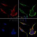 Western blot analysis of extracts from Rat liver, using HSP105 Antibody. The lane on the left was treated with blocking peptide.