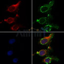 AF5346 at 1/100 staining Human lung tissue by IHC-P. The sample was formaldehyde fixed and a heat mediated antigen retrieval step in citrate buffer was performed. The sample was then blocked and incubated with the antibody for 1.5 hours at 22¡ãC. An HRP conjugated goat anti-rabbit antibody was used as the secondary