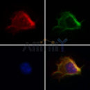 Western blot analysis of extracts from various samples, using TRAF6 Antibody.
 Lane 1: Mouse  brain treated with blocking peptide;
 Lane 2: Mouse  brain;
 Lane 3: Rat  brain.