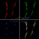 Western blot analysis of extracts from VERO, using BMPR2 Antibody. The lane on the left was treated with blocking peptide.