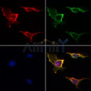 Western blot analysis of VDAC2 using various lysates   Lanes 1 - 2: Merged signal (red and green). Green - AF5397 observed at 32 kDa. Red - loading control, T0023, observed at 55 kDa.   Blots were developed with Goat Anti-Rabbit IgG(H+L) FITC–conjugated (S0008) and Goat Anti-Mouse IgG(H+L) Alexa Fluor 594–conjugated  (S0005) secondary antibodies