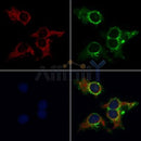 Western blot analysis of extracts from various samples, using GRP75 Antibody.
 Lane 1: Mouse  lung treated with blocking peptide;
 Lane 2: Mouse  lung;
 Lane 3: Hybridoma cells;
 Lane 4: Mouse  brain;
 Lane 5: Mouse  liver.