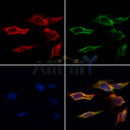 Western blot analysis of extracts from Rat muscle, using RhoH Antibody. The lane on the left was treated with blocking peptide.