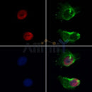 Western blot analysis of extracts from Hela, using Ku70/80 Antibody. The lane on the left was treated with blocking peptide.