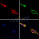 Western blot analysis of extracts from Hybridoma cells, using HDAC7 Antibody. The lane on the left was treated with blocking peptide.