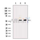 Western blot analysis of extracts from various samples, using P53 Antibody.
 Lane 1: HepG2, treated with blocking peptide;
 Lane 2: HepG2;
 Lane 3: Rat  lung.