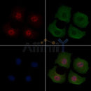c-Jun Antibody -AF6095