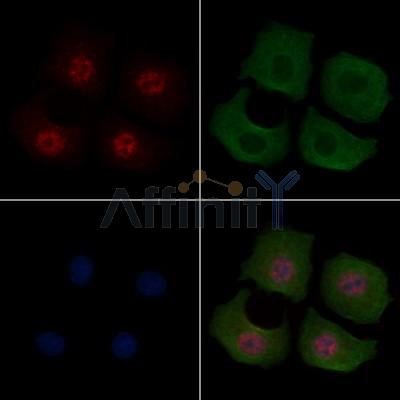 c-Jun Antibody -AF6095