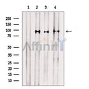 STAT1 Antibody -AF6299
