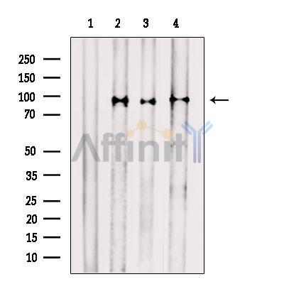 STAT1 Antibody -AF6299