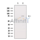ZAP-70 Antibody