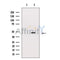 SEK1/MKK4 Antibody