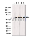 Western blot analysis of extracts from various samples, using EFNB1/2 Antibody.
 Lane 1: Mouse brain treated with blocking peptide;
 Lane 2: Mouse brain;
Lane 3: HepG2.