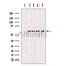 Western blot analysis of extracts from various samples, using EFNB1/2 Antibody.
 Lane 1: Mouse brain treated with blocking peptide;
 Lane 2: Mouse brain;
Lane 3: HepG2.
