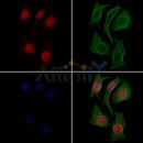 Smad3 Antibody -AF6365