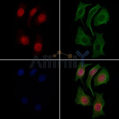 Smad3 Antibody -AF6365