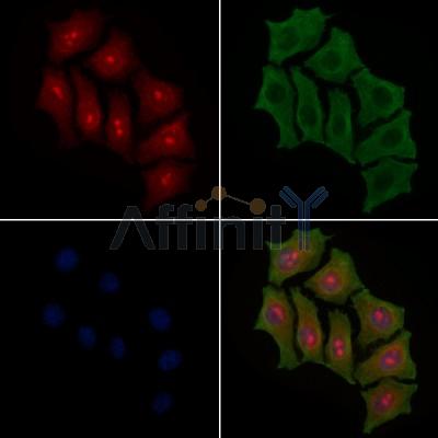 NF kappaB p100/p52 Antibody -AF6375