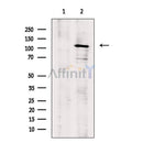 MORC2 Antibody -AF6501
